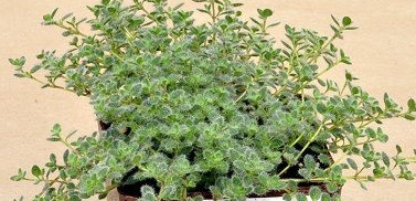 HER40 WOOLY THYME 4" POT