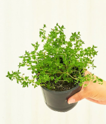 HER4 THYME 4" POT"