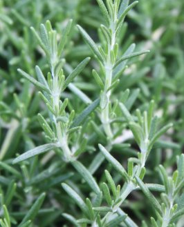 HER41 PROSTRATUS ROSEMARY 4"