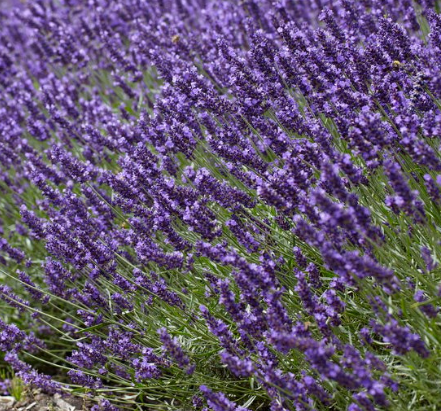 HER42 SUPER BLUE LAVENDER 4" POT