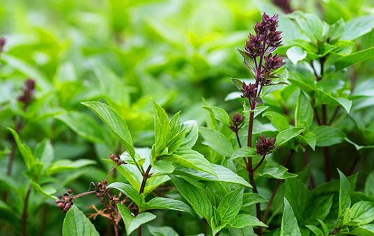 HER43 THAI BASIL 4" POT