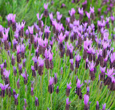 HER44 OTTO QUAST LAVENDER 4"