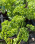 HER45 CURLY PARSLEY 4"