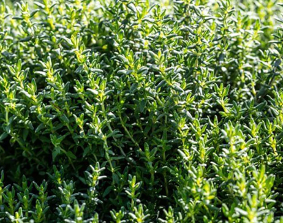HER46 FRENCH THYME 4"