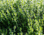 HER46 FRENCH THYME 4"