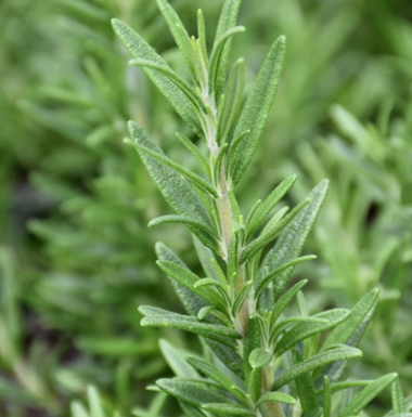 HER47 TUSCAN ROSEMARY 4"