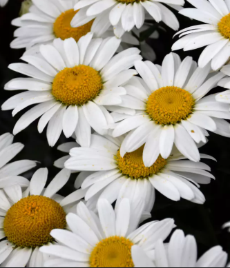 BP467 LEUCANTHEMUM 4.5" POT
