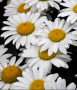 BP467 LEUCANTHEMUM 4.5" POT