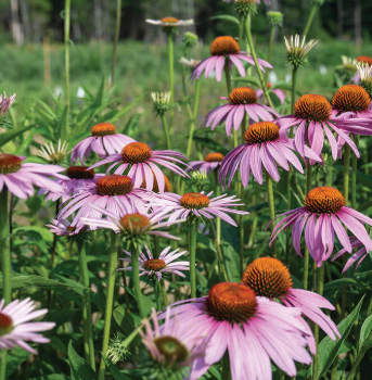 BP468 ECHINACEA 4.5" POT