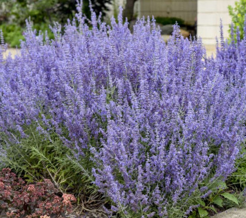 BP469 RUSSIAN SAGE 4.5" POT