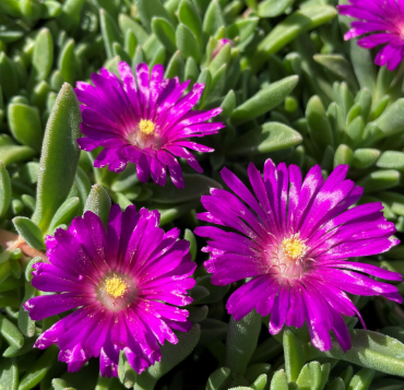 BP481 DELOSPERMA (ICE PLANT)