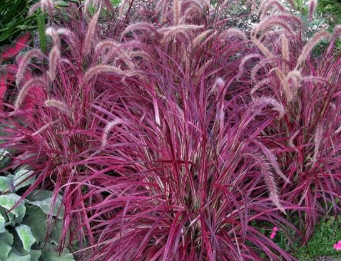 BP489 RED FOUNTAIN GRASS 4.5"