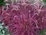 BP489 RED FOUNTAIN GRASS 4.5"