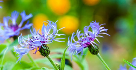 BP491 CENTAURA 4.5" POT