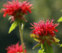 BP51 MONARDA BEE BALM 4.5" POT