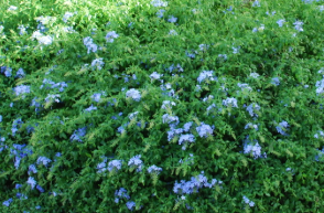BP54 PLUMBAGO 4.5" POT