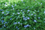 BP54 PLUMBAGO 4.5" POT