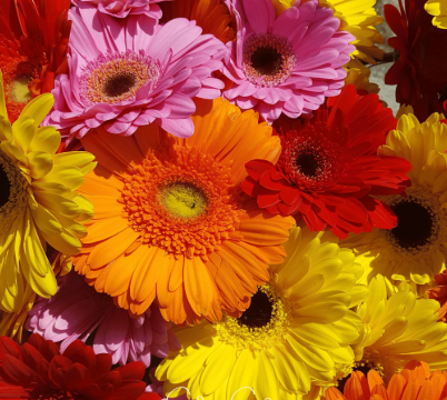 BP62 GERBER DAISY 6" POT