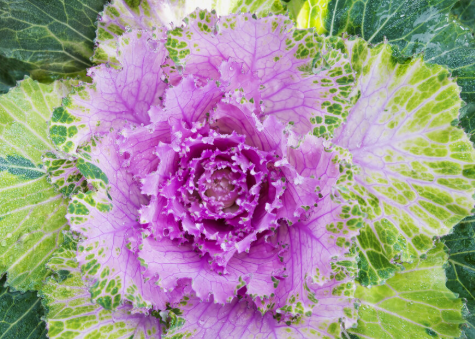 BP82 FLOWERING CABBAGE 8" POT