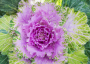 BP82 FLOWERING CABBAGE 8" POT