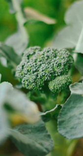 BRO6 BROCCOLINI 6 PACK