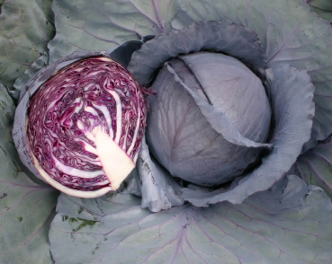 CAB3 CAIRO CABBAGE 6 PACK