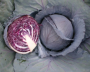 CAB3 CAIRO CABBAGE 6 PACK