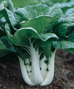 CAB4 JOI CHOI CABBAGE 6 PACK