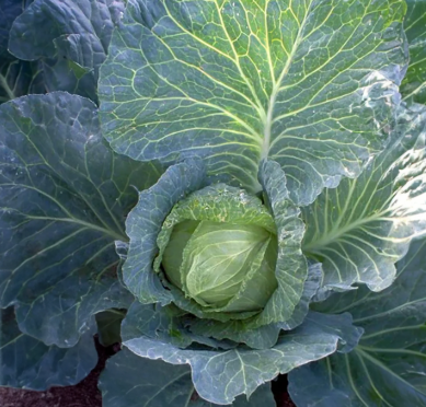 CAB7 EARLY JERSEY CABBAGE 6PK