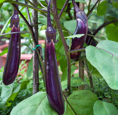 EGG7 ICHIBAN EGGPLANT 6 PACK