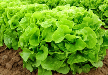 LET4 BUTTERCRUNCH LETTUCE 6 PACK