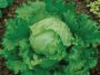 LET7 GREAT LAKES LETTUCE 6 PACK