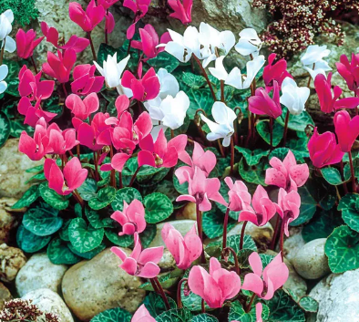 BP65 CYCLAMEN 6"