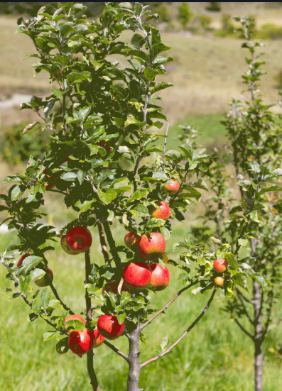 FT92 - GALA APPLE TREE