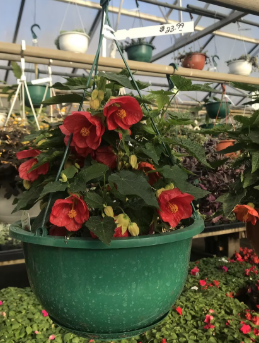 HB10 ABUTILON HANGING BASKET