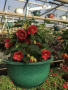 HB10 ABUTILON HANGING BASKET