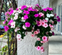 HB15 IMPATIENS HANGING BASKET