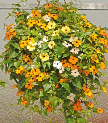 HB24 THUNBERGIA BLACK EYED SUS