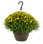 HB58 MUMS 11" HANGING BASKET