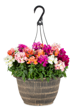 HB59 SNAPDRAGON HANGING BASKET