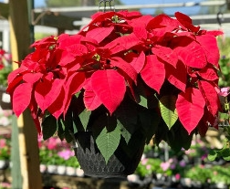 HB60 POINSETTIA HANGING BASKET