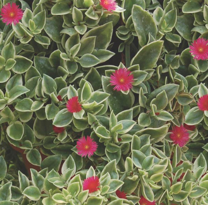 HB61 DOROTHEANTHUS HANGING BASKE