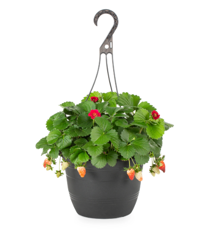 HB62 BERRIES GALORE STRAWBERRIES