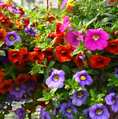 HB9 CALIBRACHOA HANGING BASKET