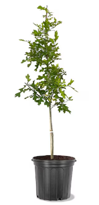 TRE313 - SHUMARD OAK 5GAL