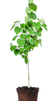 TRE322 - EASTERN REDBUD 5GAL