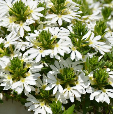 BP416 SCAEVOLA 4" POT