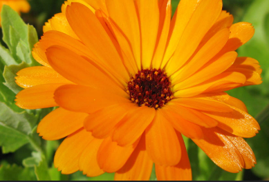 BP420 MARIGOLD 4" POT