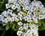 BP429 ALYSSUM 4" POT