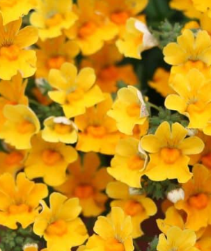 BP471 NEMESIA 4" POT